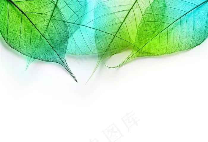 白色背景上渐变的透明树叶