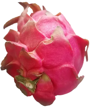 紫红色新鲜火龙果免抠摄影元素素材