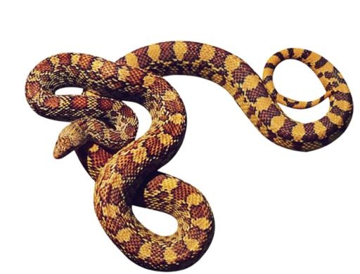 蟒蛇 PNG(699x533)