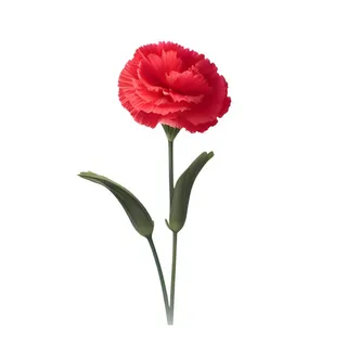 母亲节康乃馨花免抠