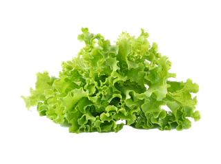 生菜 (43)超市商品白底图免抠实物摄影png格式图片透明底