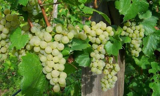 树上的绿色葡萄