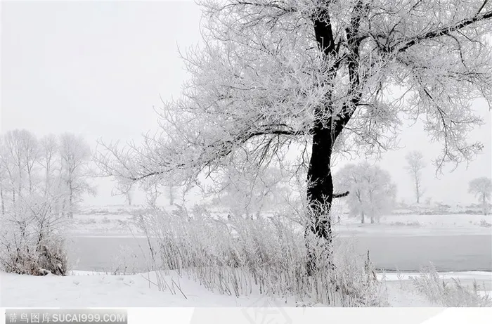 雾松叠雪-1