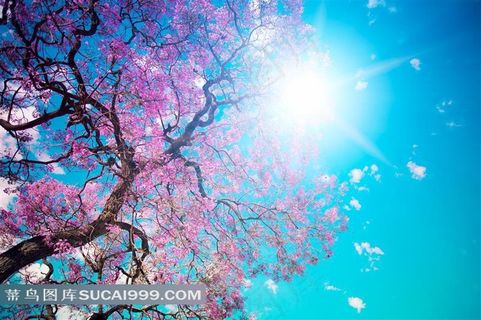 樱花天空日光图 樱花天空日光图