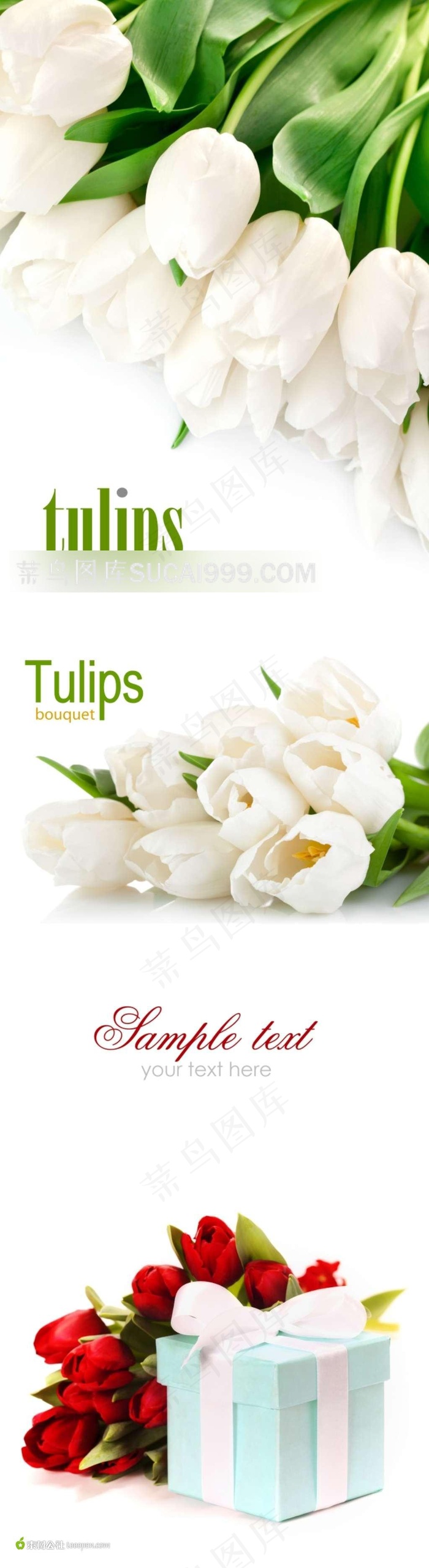 郁金香鲜花礼物素材