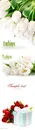 郁金香鲜花礼物素材