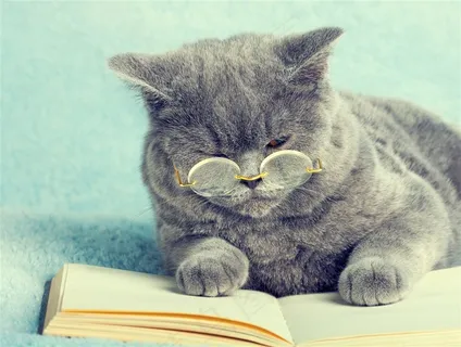 带着眼镜看书的猫咪 带着眼镜看书的猫咪