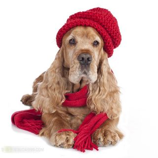 戴圣诞帽的狗狗