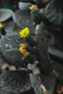 绿色仙人掌仙人球摄影素材 绿色仙人掌仙人球摄影素材