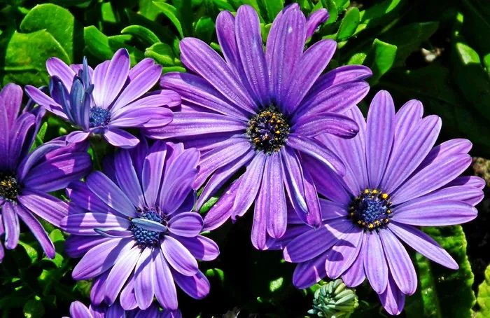 紫色野菊花花朵图片