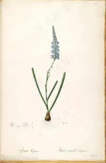 高清雷杜德原版紫罗兰花卉插画 高清雷杜德原版紫罗兰花卉插画