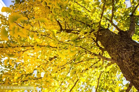 银杏树特写高清图