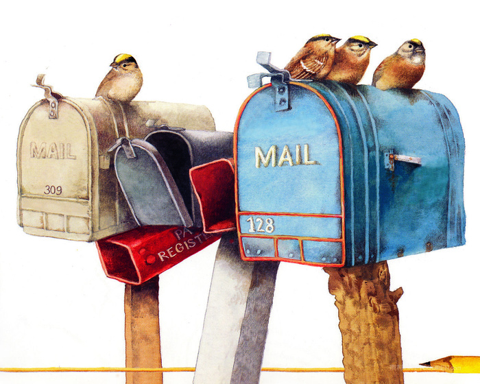 信箱鸟儿油画