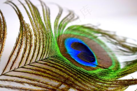 蓝色孔雀羽毛尾毛图片