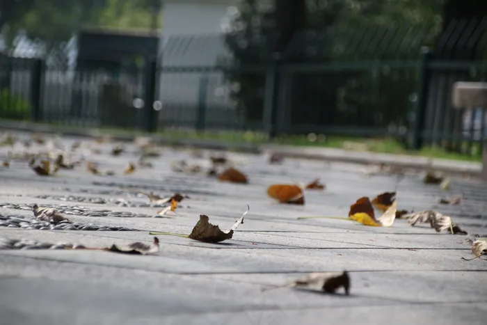 氛围感秋叶落地图