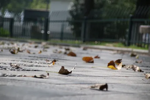 氛围感秋叶落地图