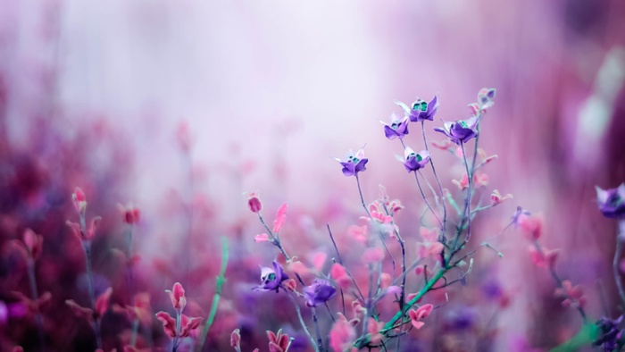 高清花朵图片