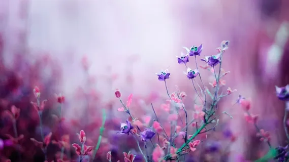 高清花朵图片 高清花朵图片