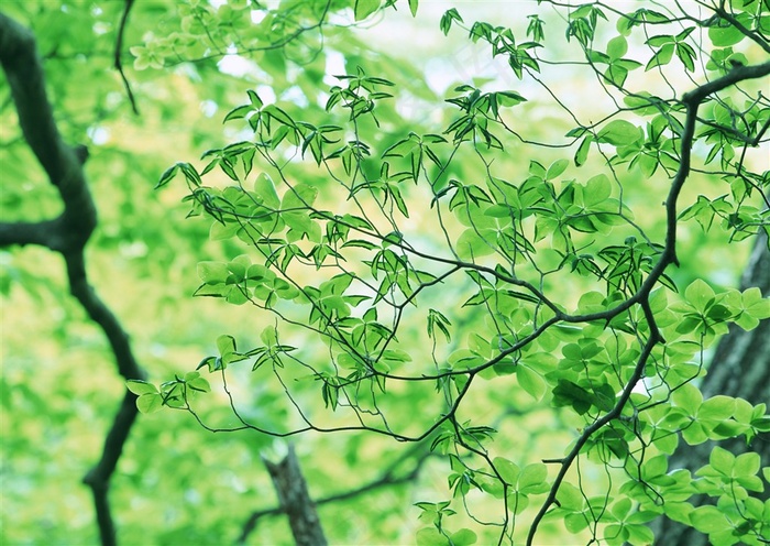 树木风景春季美景图片素材