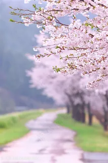 唯美路边樱花树高清图片 唯美路边樱花树高清图片