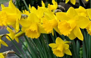 黄色水仙花唯美图片