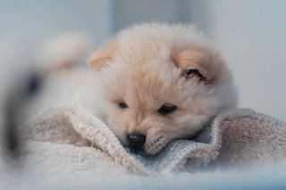 可爱萌萌哒狗狗图片