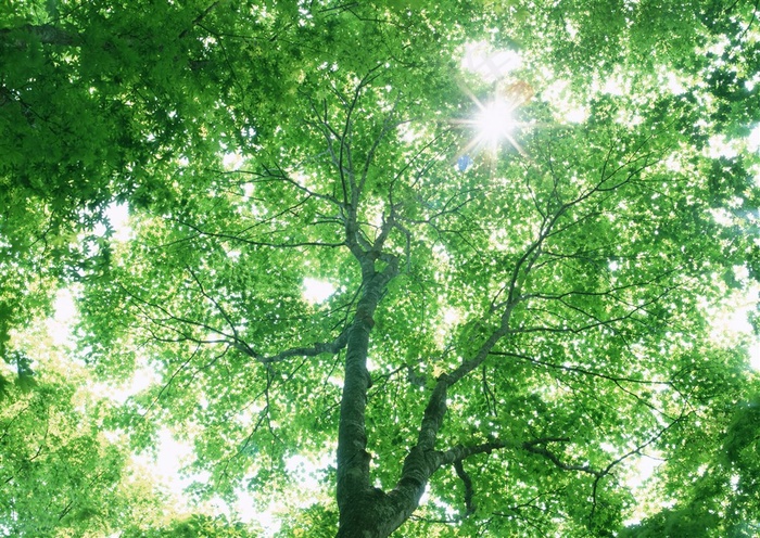 森林风景绿色素材