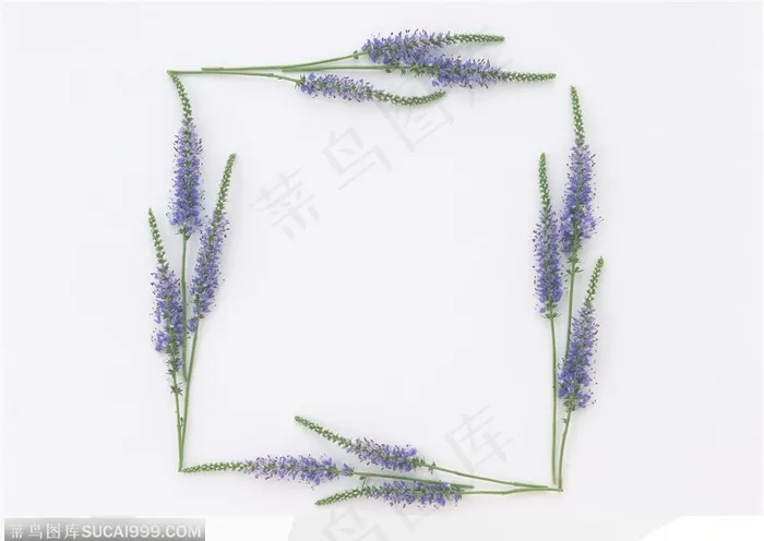 相框边框-薰衣草组成的边框