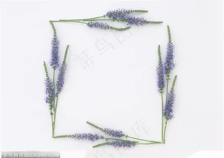 相框边框-薰衣草组成的边框