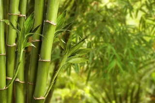 唯美高清竹子竹林细节风景图片