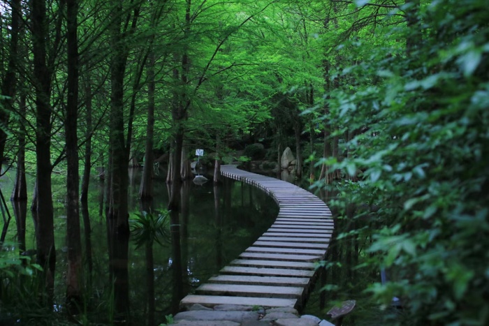 绿色 河 小路 森林 树 