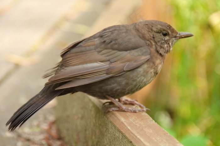 小麻雀休憩图片
