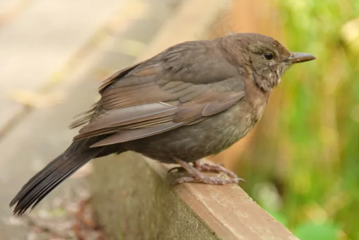 小麻雀休憩图片