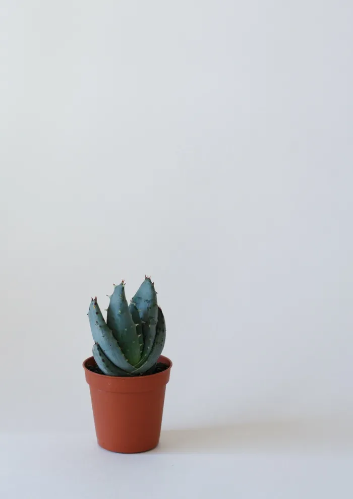 绿色仙人掌仙人球摄影素材