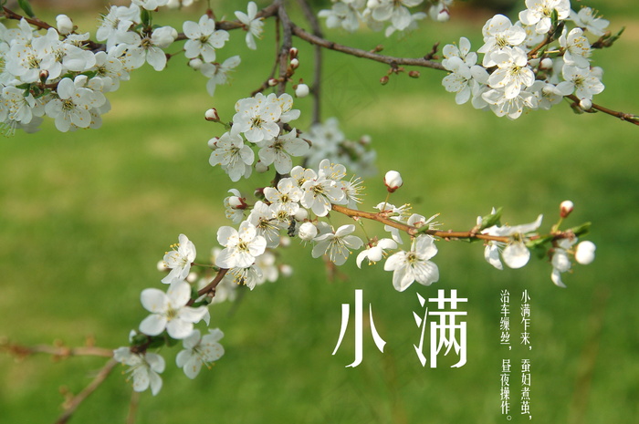 自制小满节气图片