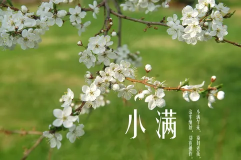 自制小满节气图片 自制小满节气图片