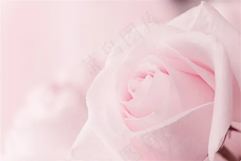 盛放的玫瑰花特写高清图片