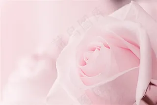 盛放的玫瑰花特写高清图片