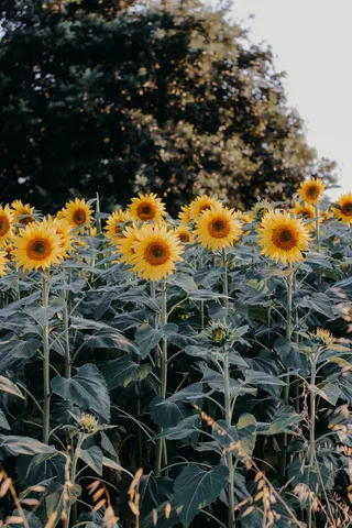 黄色向日葵摄影素材