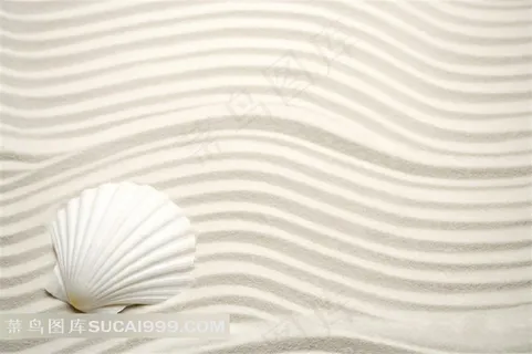 大海的贝壳和海螺精美素材图 大海的贝壳和海螺精美素材图