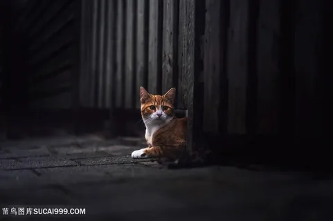 超高清黄色猫咪摄影图片 超高清黄色猫咪摄影图片
