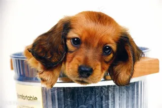 超高清金毛宠物狗狗图片