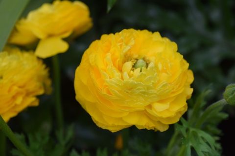 漂亮黄色花朵图片 漂亮黄色花朵图片
