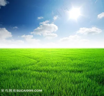 一望无际的翠绿草地风景图片