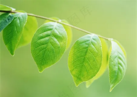 森林的树缝穿过的光春季美景摄影图片 森林的树缝穿过的光春季美景摄影图片