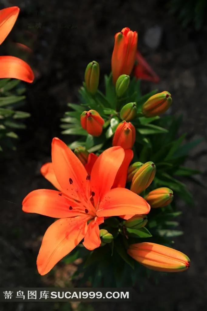 红色美丽的百合花素材