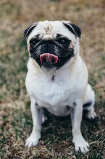 纯种巴哥幼犬图片 纯种巴哥幼犬图片