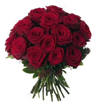 玫瑰 红色 红玫瑰 玫瑰花 花朵 鲜花特写 免抠