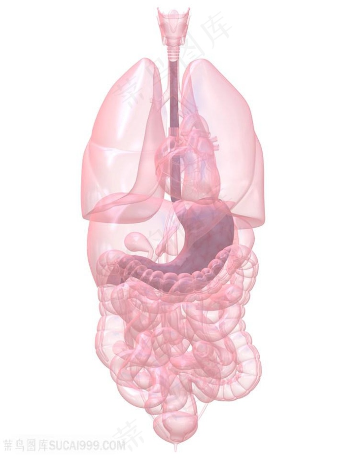 高清人体透视五脏六腑图片