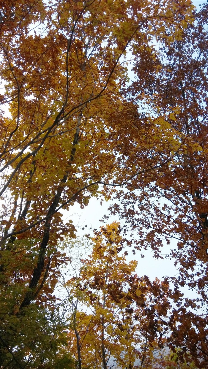 彩色的枫树林图片